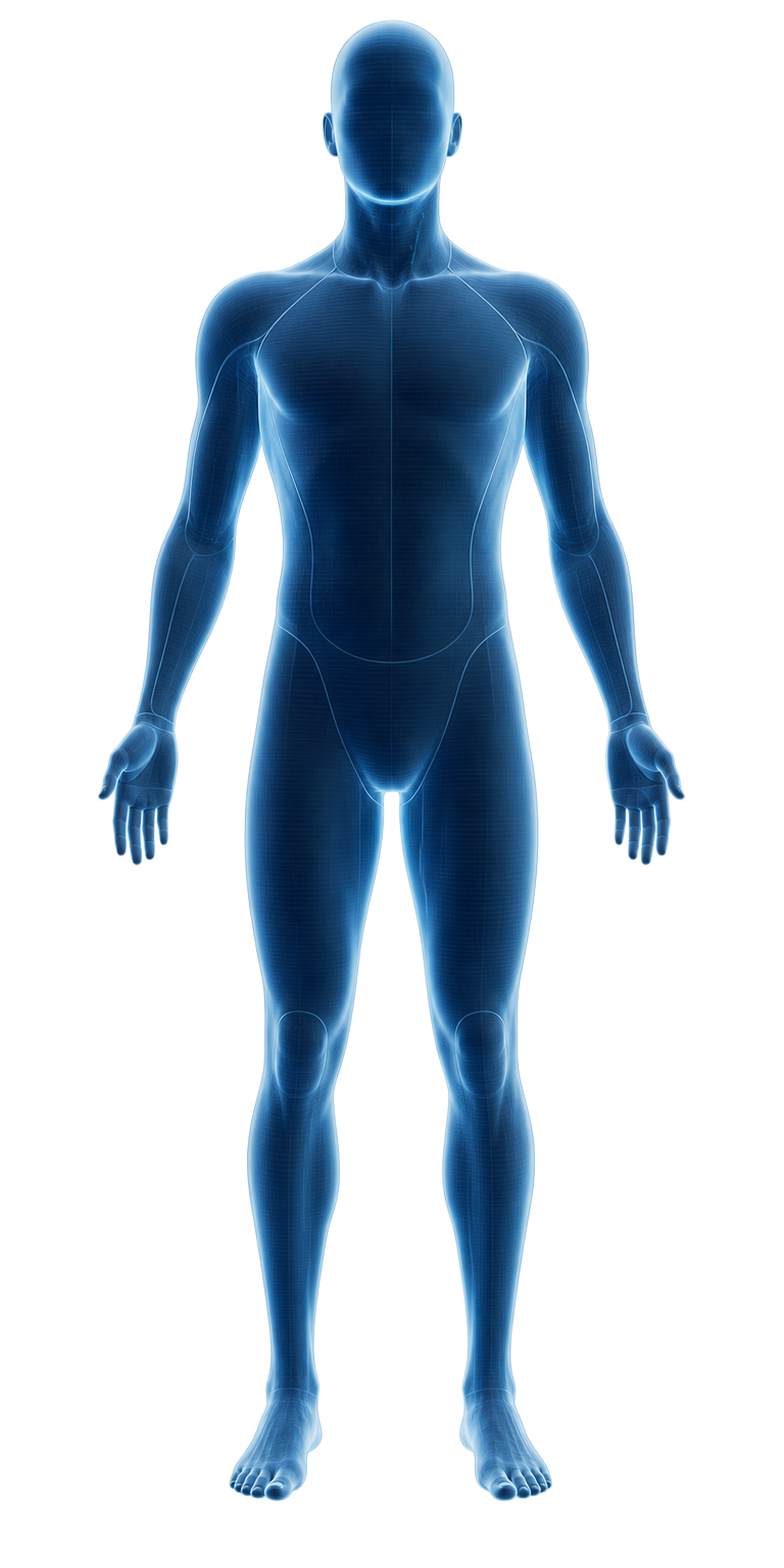 Figura anatômica humana em vista frontal